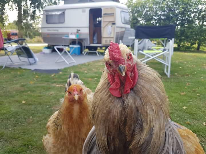 Camping de Boerenzwaluw in Zijdewind, Noord-Holland